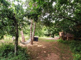 Un espacio natural al aire libre con árboles, una hamaca y una estructura de madera.
