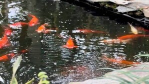 Un estanque de carpas con peces, rodeado de baldosas de piedra y follaje.