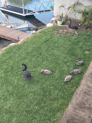 A grassy area with a swan and several ducklings, a dock, and a bridge over water. - Bridge free waterfront Escape (Runaway Bay)