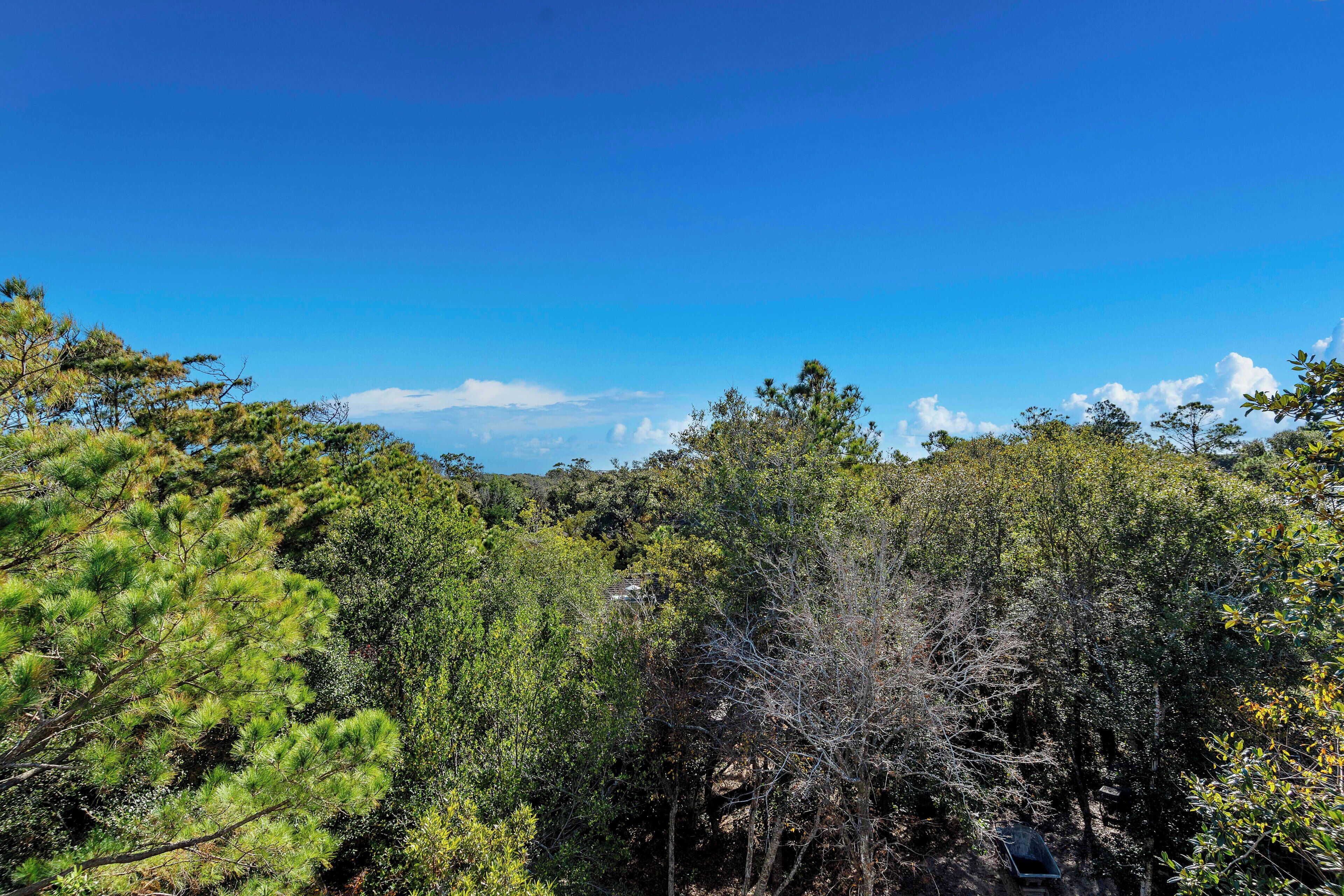 A dense forest with a clear sky.