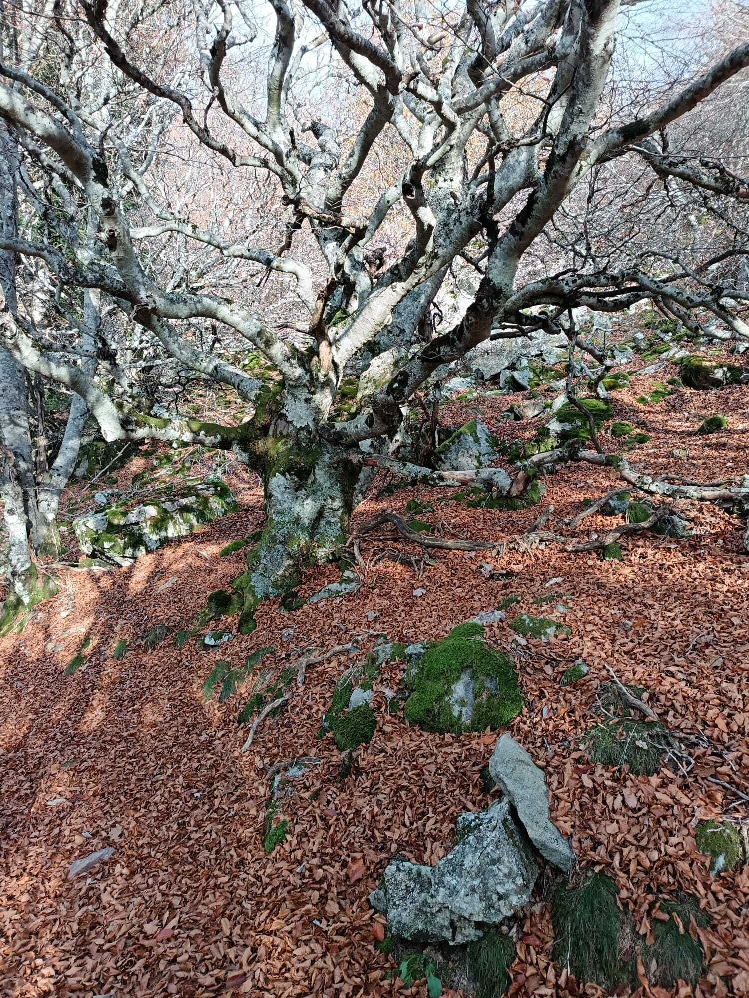 Un arbre aux branches nues, et le sol recouvert de feuilles mortes.