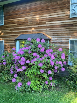 A wooden house with a window and a bush of purple flowers in front.