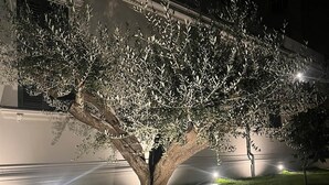 A tree illuminated by streetlights at night, with a building in the background.