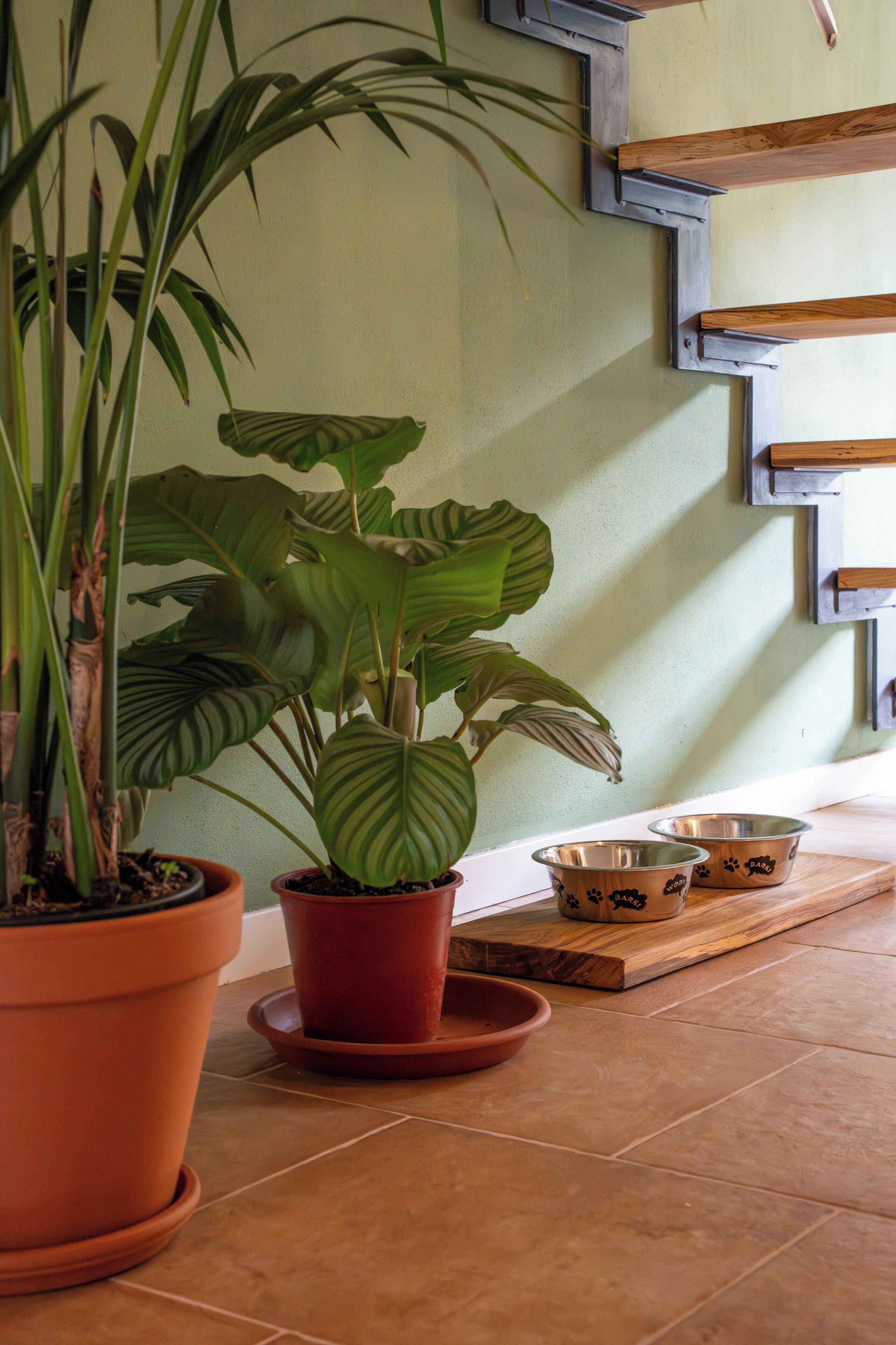 A potted plant in a terracotta pot on a tiled floor, a metal dog bowl with paw prints, and a wooden shelf unit against a wall.