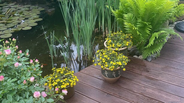 En trädgård med en damm, ormbunkar och krukväxter med gula blommor.