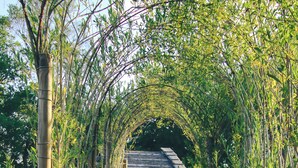 A bamboo archway leading to a wooden structure in a grassy area.