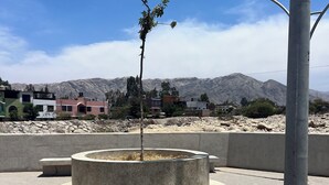 A circular concrete planter with a single tree, surrounded by a paved area with a mountain backdrop.