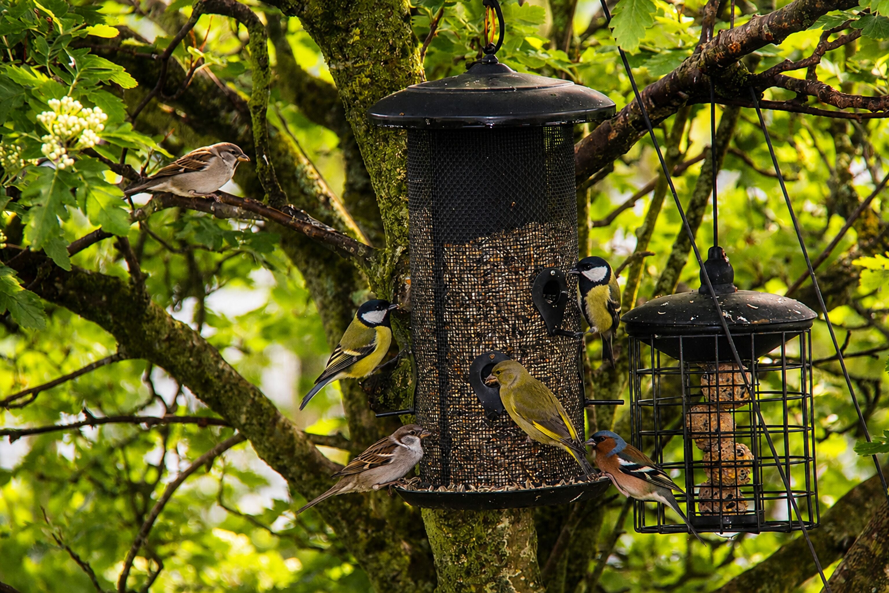 A bird feeder with multiple birds perched on it, surrounded by trees.