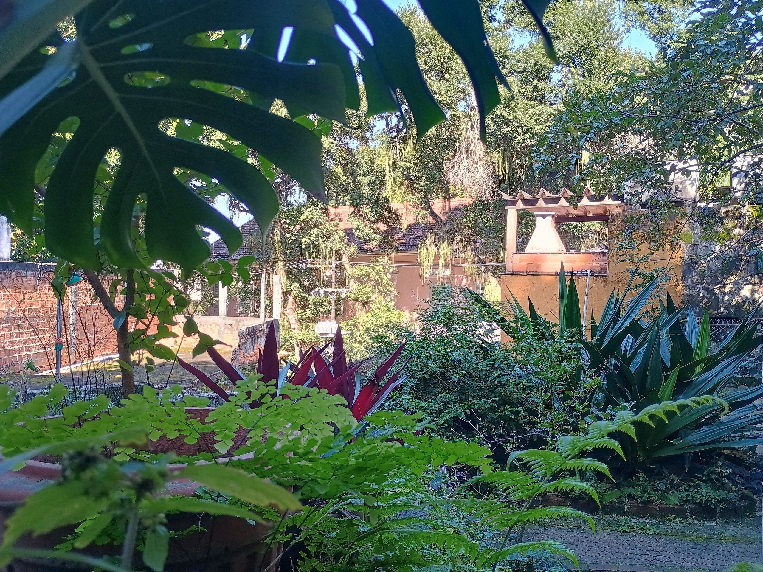 A garden with various plants and a brick wall in the background.