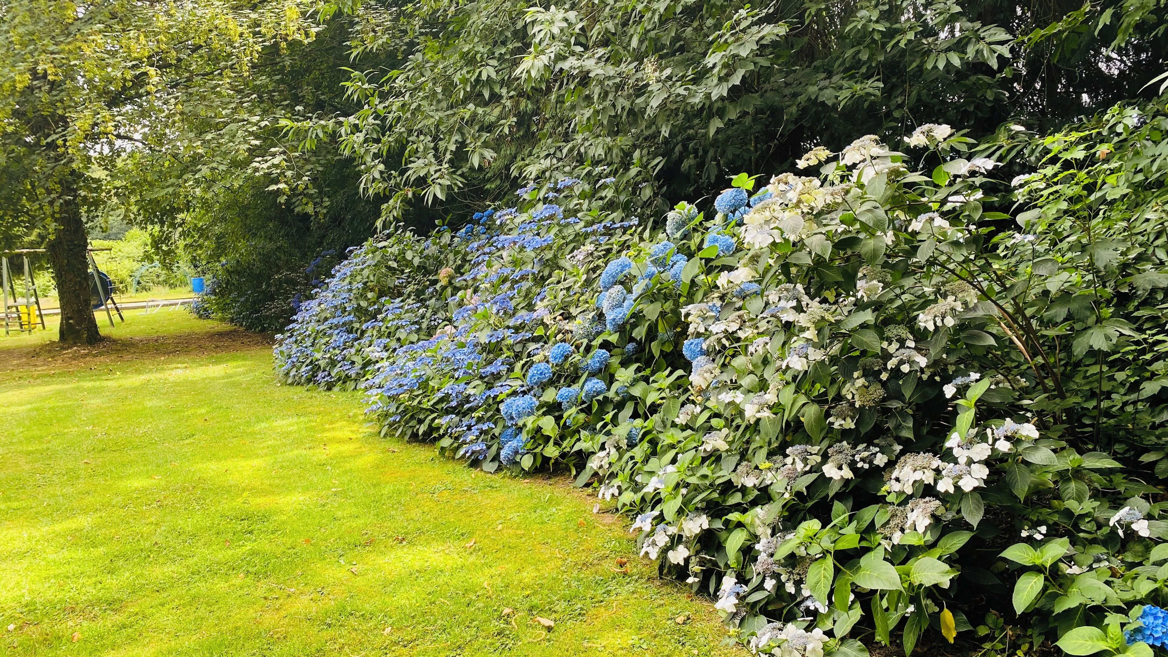 Un seto cuidado con flores azules y blancas, un césped y un árbol.