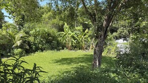 Un jardin luxuriant, avec une grande variété d’arbres et de plantes, une pelouse et une clôture en arrière-plan.