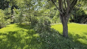 Un paysage verdoyant et luxuriant, avec un arbre au premier plan et un feuillage dense en arrière-plan.