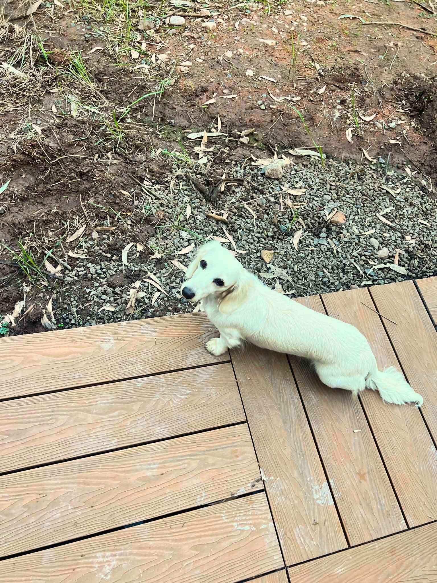 Een hond op een houten terras.