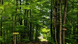 Ein Waldpfad mit Schildern, auf denen 'Hook & Reel' und 'Tall Trees' stehen.