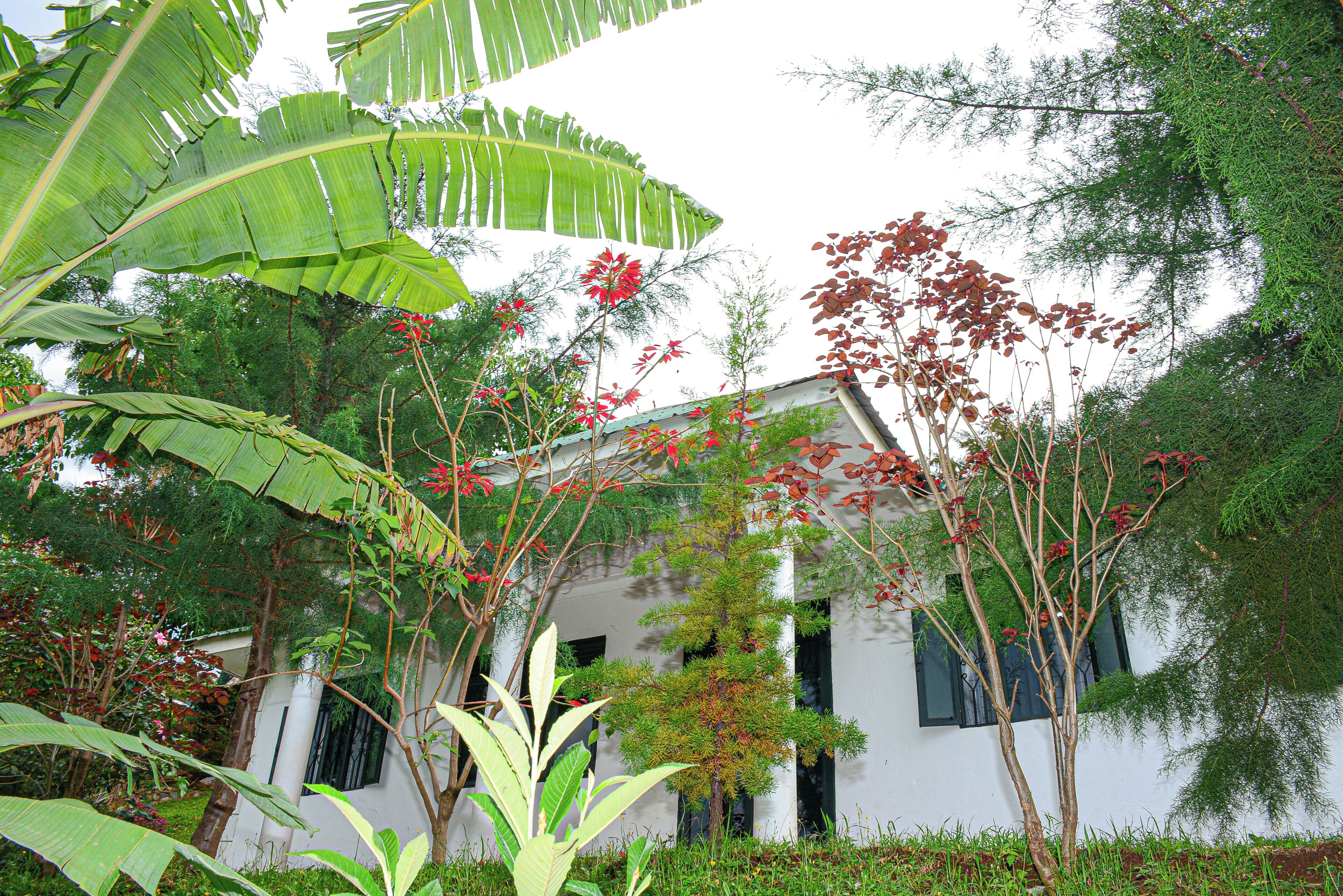 Un edificio blanco con techo inclinado, rodeado de abundante vegetación, incluyendo hojas de plátano grandes y plantas con flores rojas.