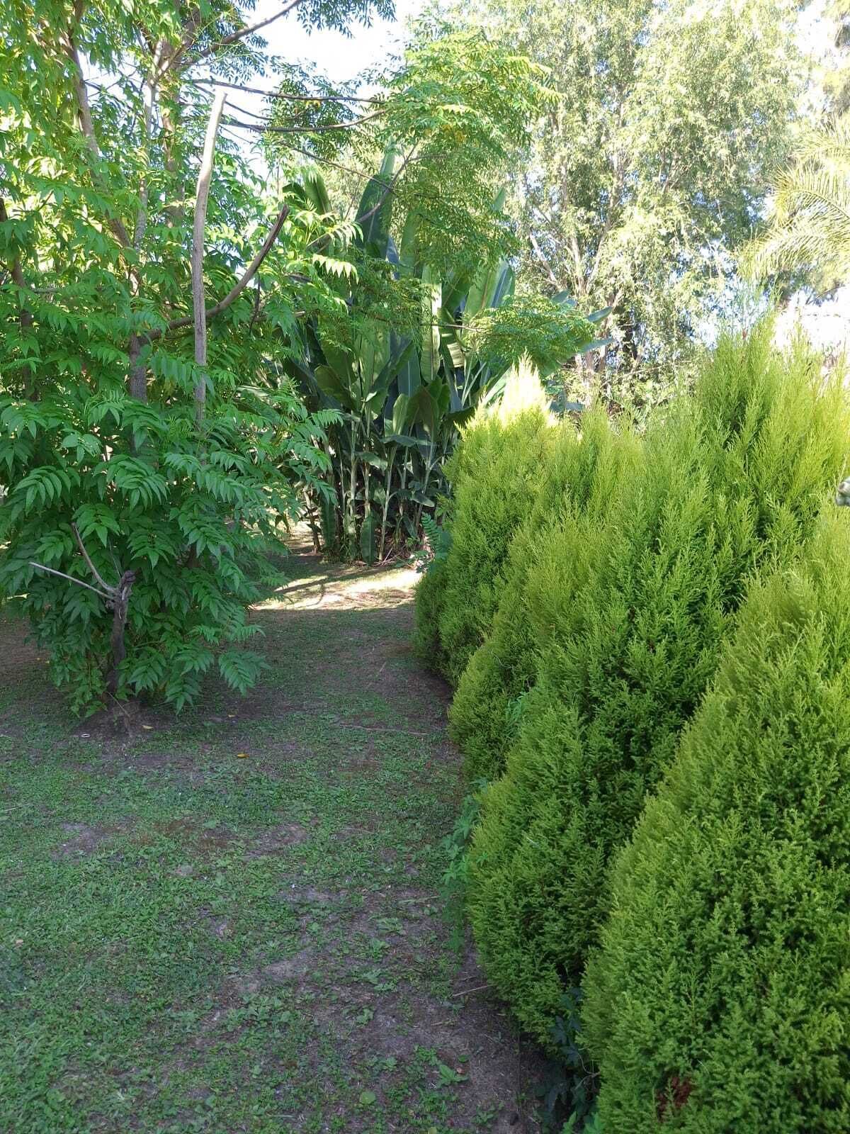 Un sendero en un jardín rodeado de abundante follaje y árboles.