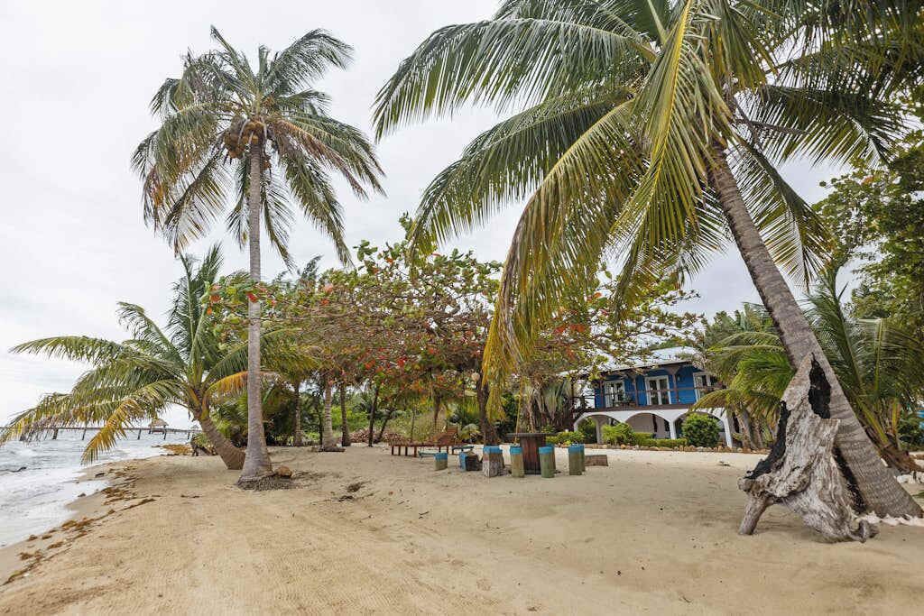 Une plage bordée de palmiers, un bâtiment bleu et une zone sablonneuse.