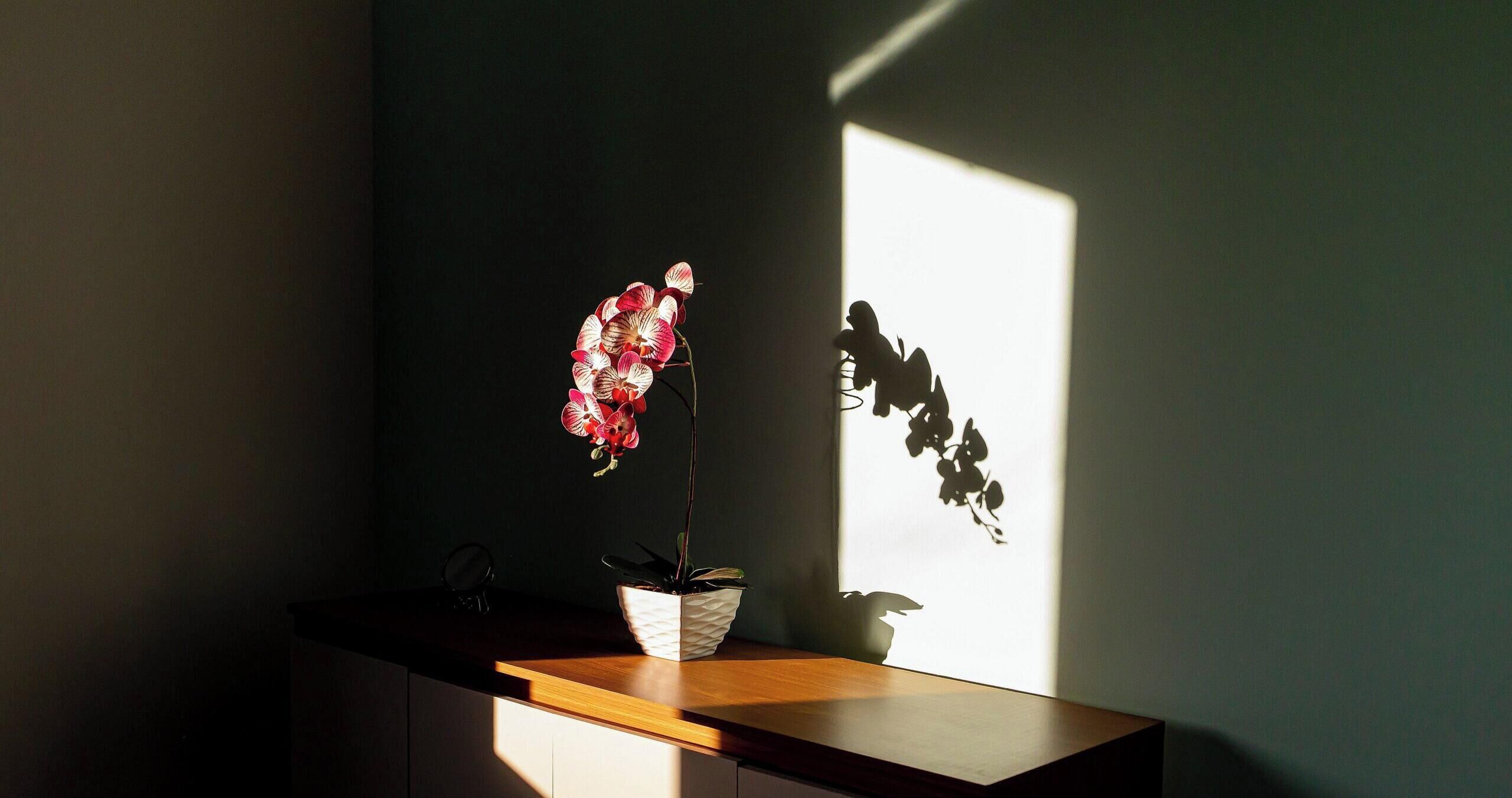 A potted orchid on a wooden surface near a window with sunlight casting shadows.