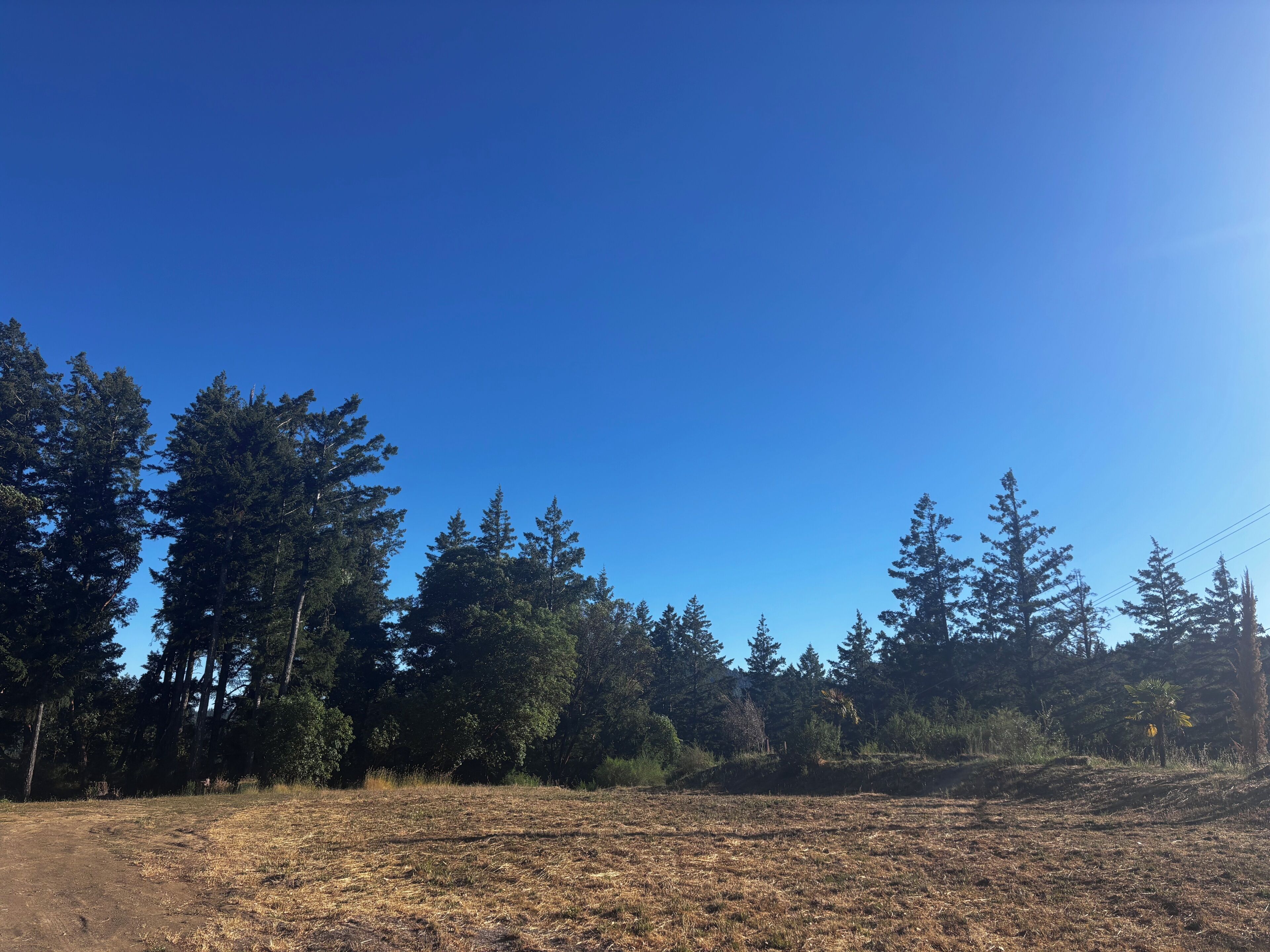 Uma área arborizada sob um céu limpo.