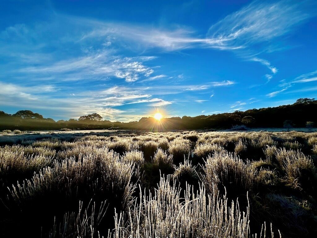 Ein Feld mit hohem Gras und einem klaren Himmel, in dem die Sonne untergeht oder aufgeht.