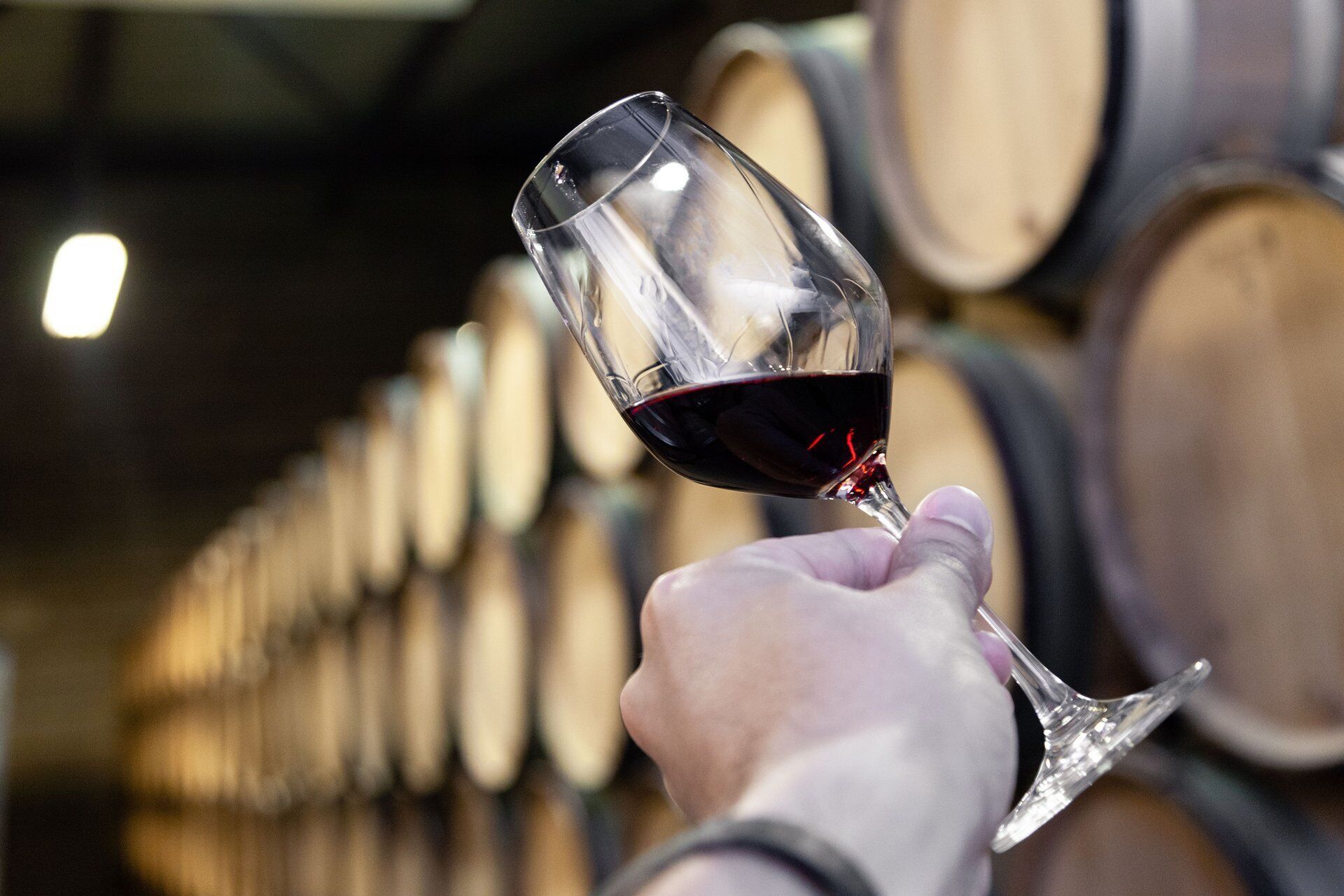 A hand holding a wine glass with red wine, in front of a row of wooden barrels.