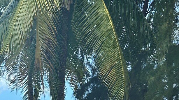 Una playa con palmeras y vistas al océano.