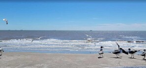 A beach with seagulls and the ocean. - Sandy Beach Retreat and Gulf View (Galveston)