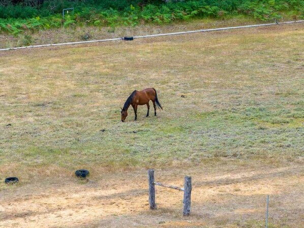 Un cheval broute dans un champ clôturé où l’herbe est clairsemée.