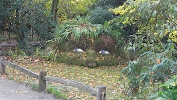 A garden with a wooden fence, a moss-covered rock formation, and various plants.