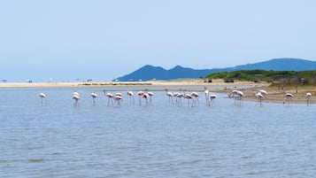 Uma praia com água, aves e montanhas ao longe.