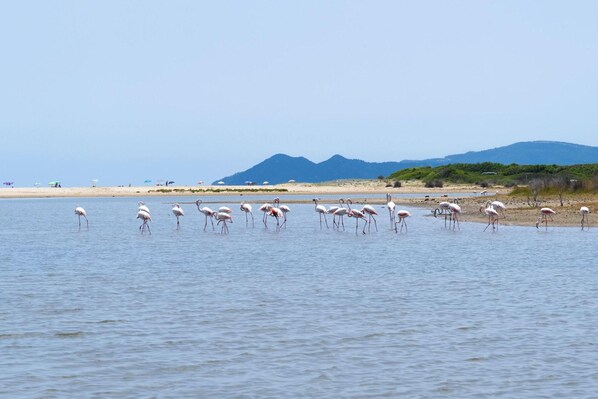 A beach with water, birds, and distant mountains.