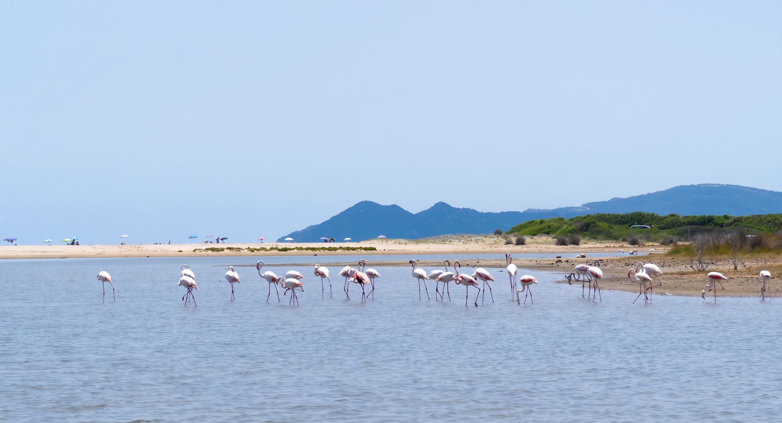 A beach with flamingos in the water and mountains in the background.
