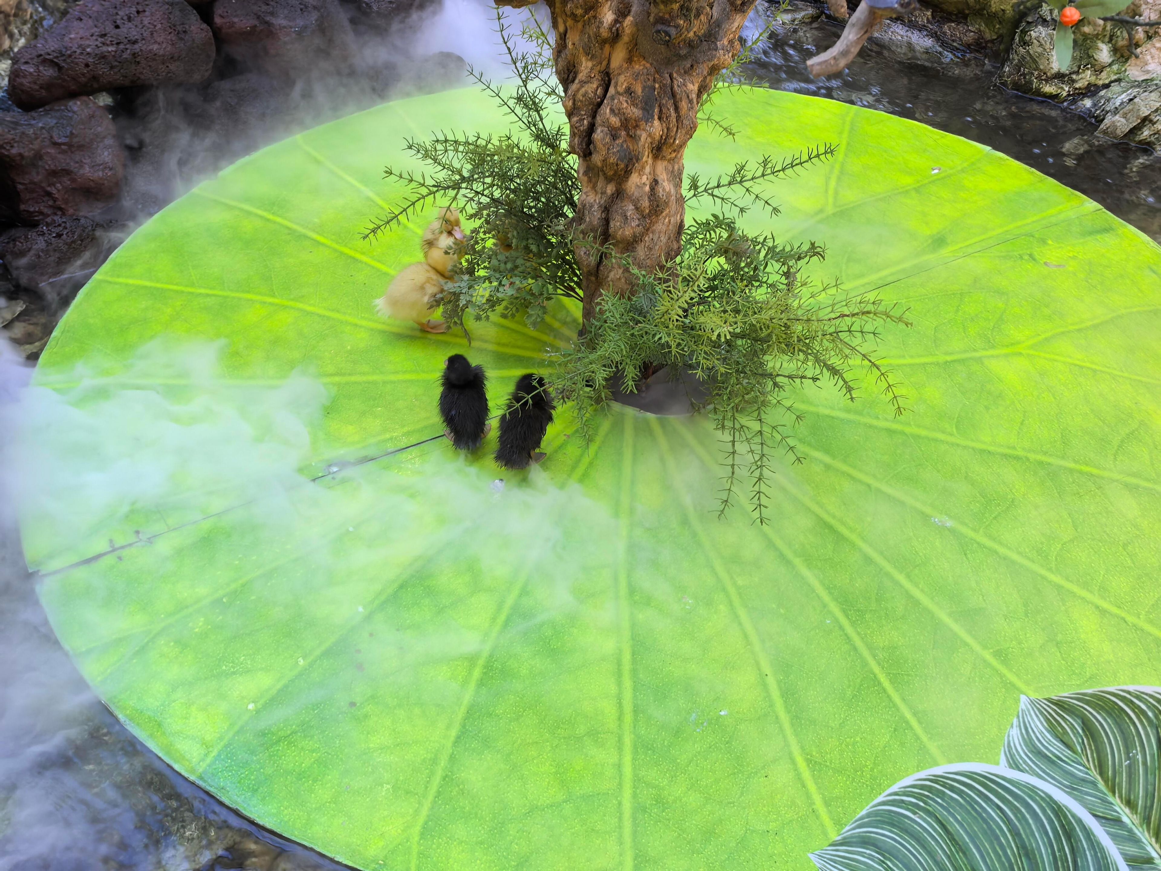 A pond with a large green lily pad, a tree, and two small animals.