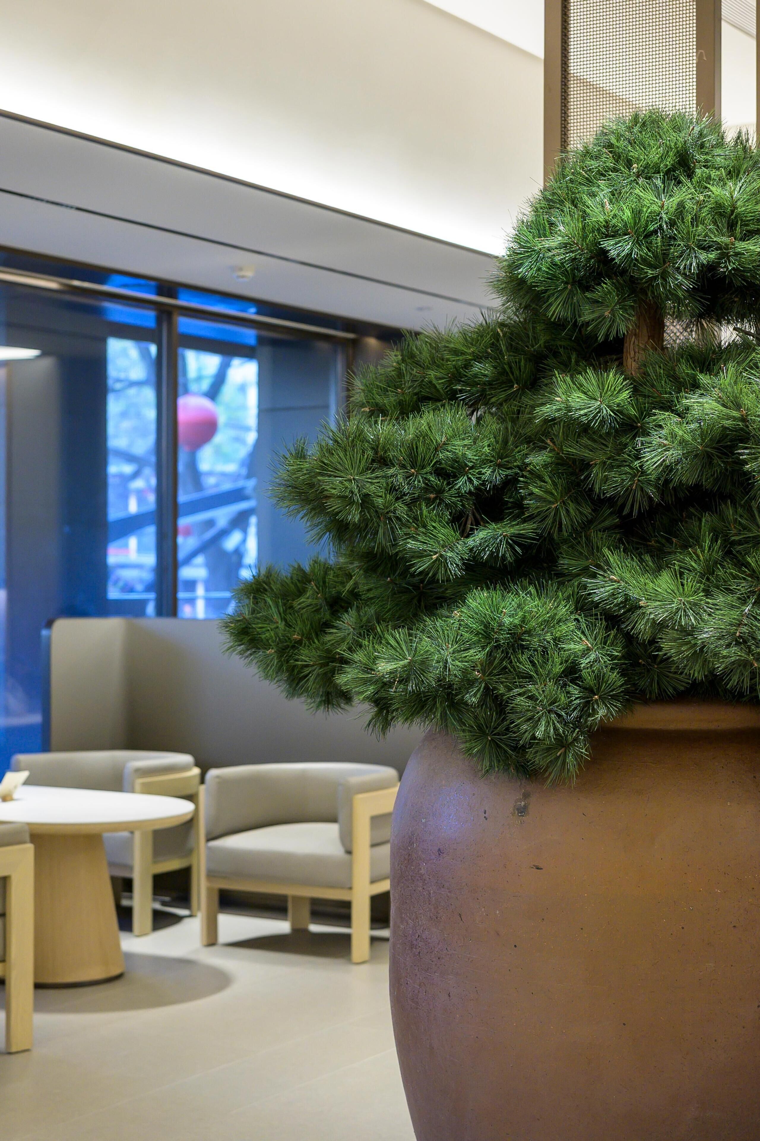 A modern interior with a large potted plant, seating area, and a window with a view.