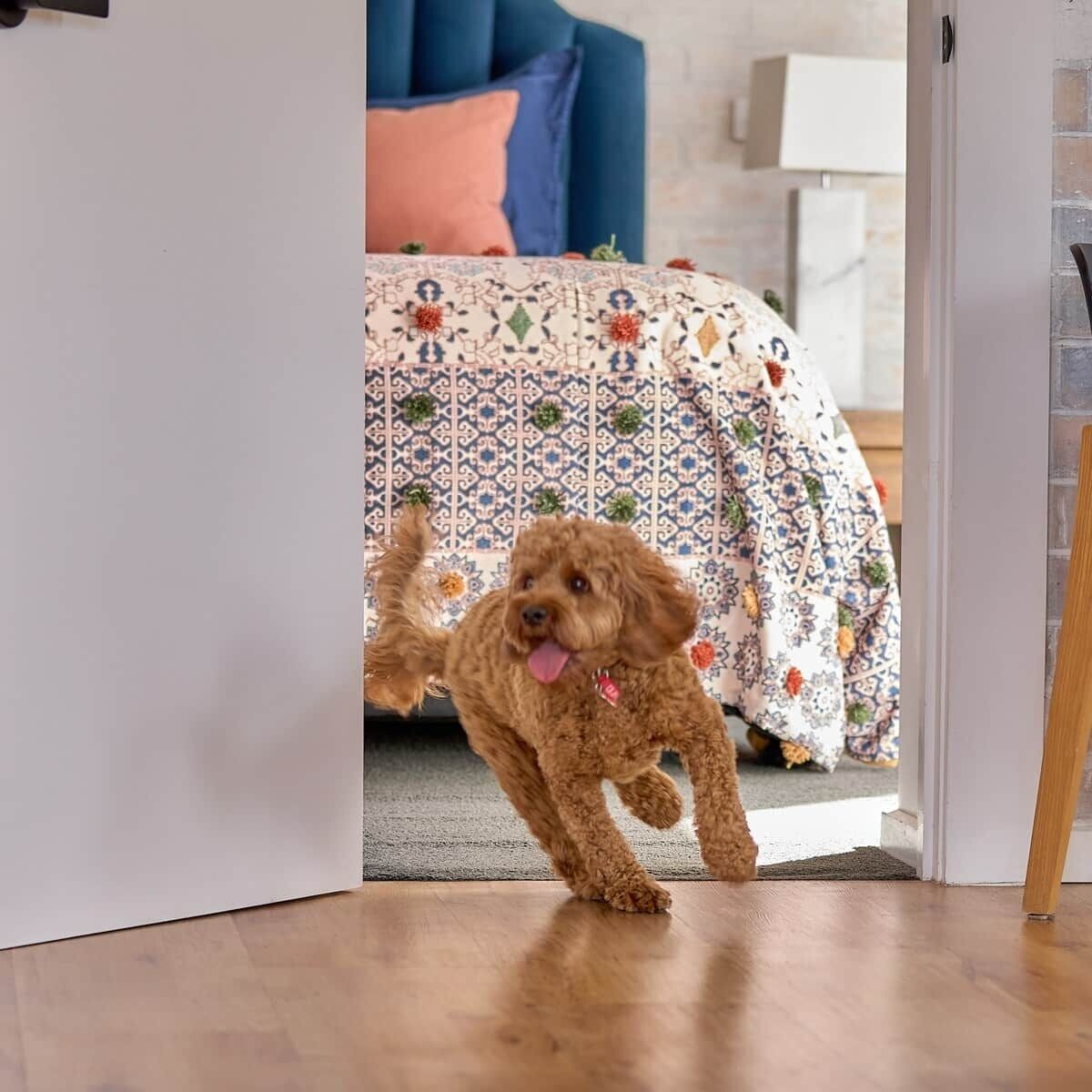 A dog in a doorway with a patterned bedspread and a blue chair in the background.