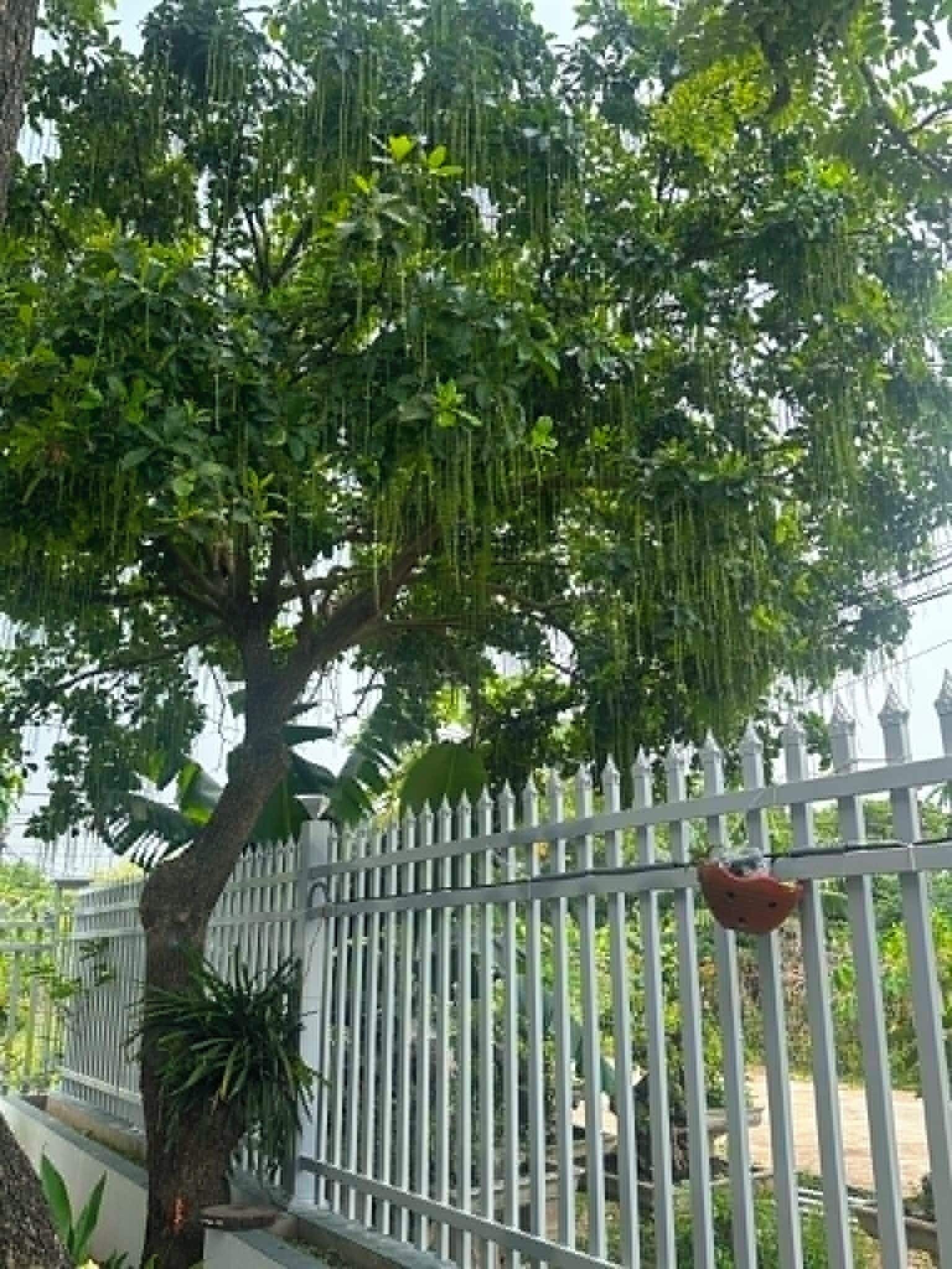 A tree with hanging vines, a white picket fence, and a red birdhouse.
