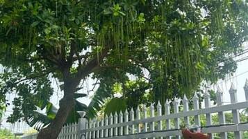 A tree with hanging vines, a white picket fence, and a red birdhouse.