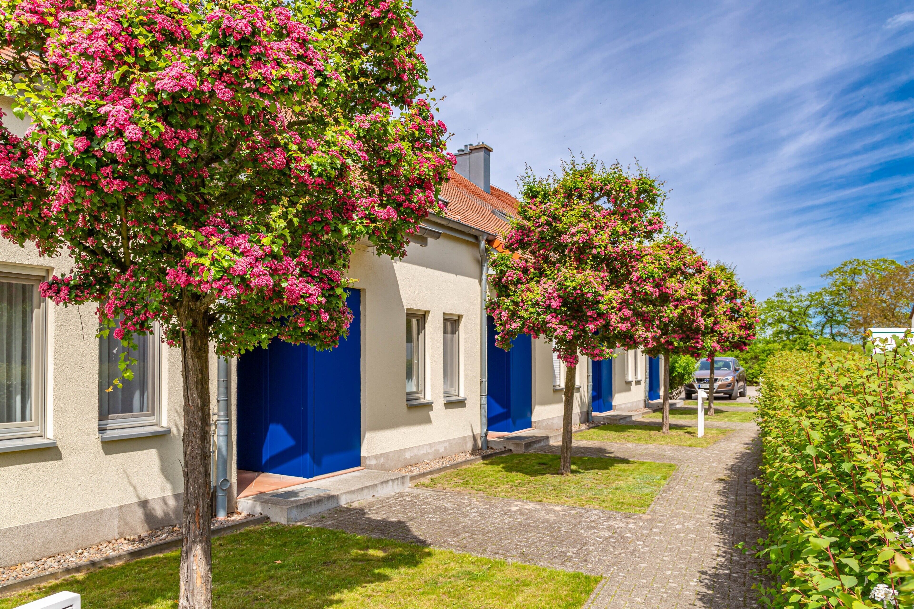A row of houses with blue doors and pink flowering trees in front.