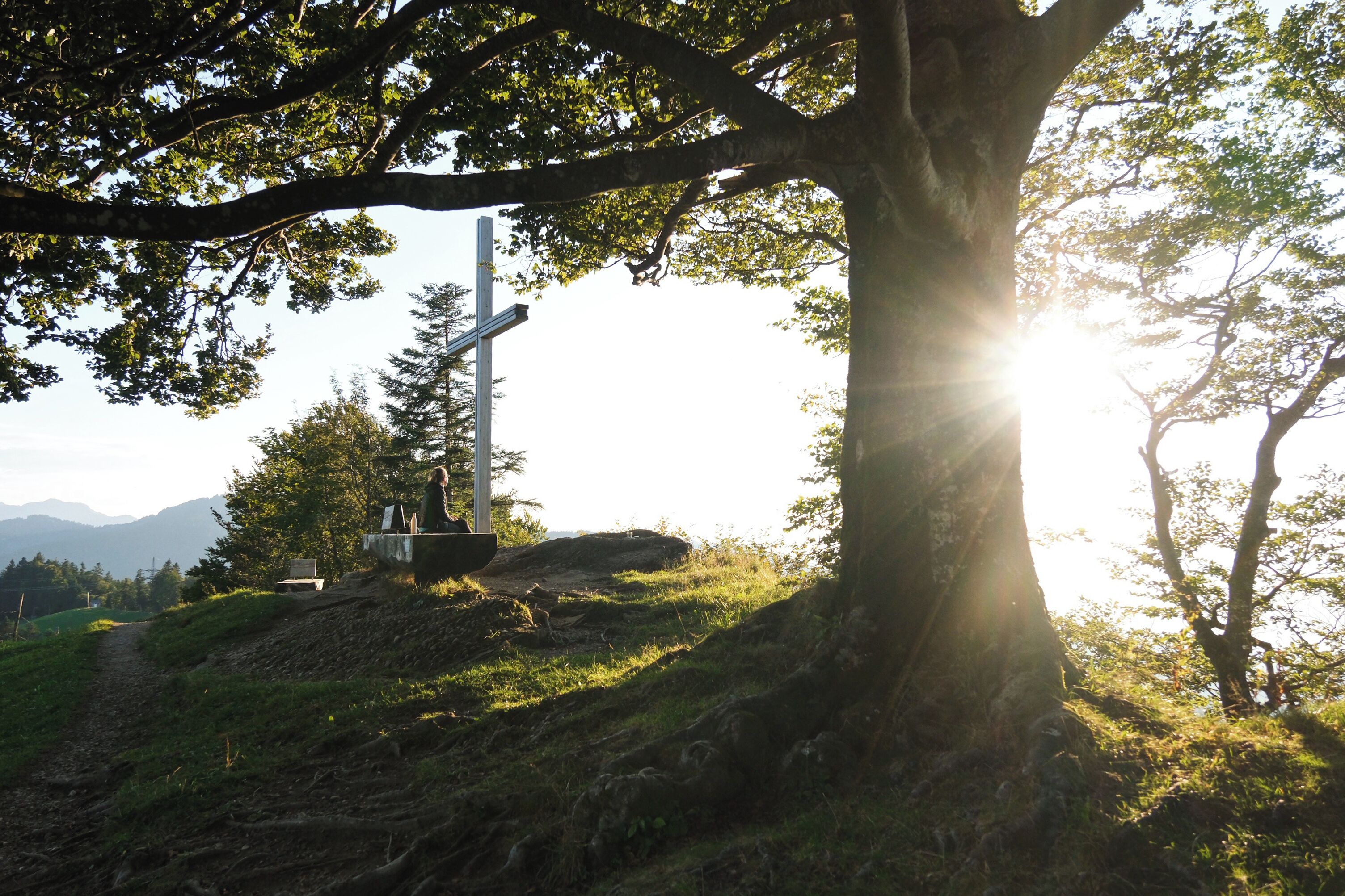 Ein großer Baum mit einem Kreuz in der Mitte, eine Bank und ein klarer Himmel.
