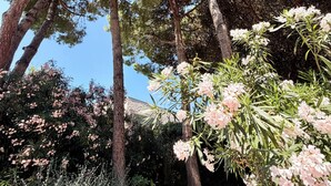 A garden with tall trees, flowering shrubs, and a pathway.