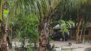 A pathway with hexagonal tiles leading through a garden with various plants and trees. - Chale Zafira (Tibau do Sul)