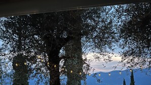 Vista pela janela, mostrando uma árvore, um caminho e um corpo d'água ao longe.
