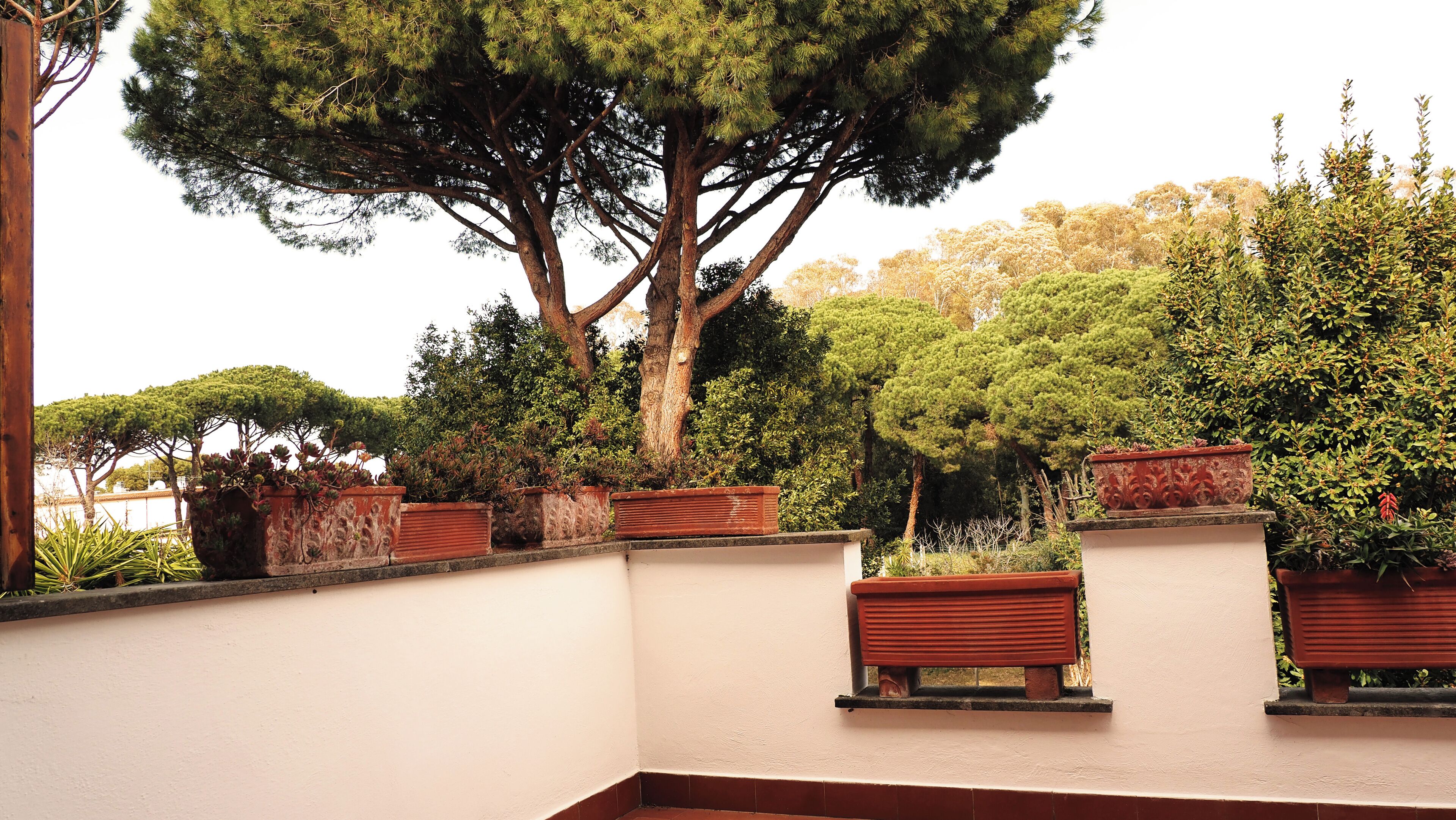 A landscaped garden with a large tree, potted plants, and a white wall.