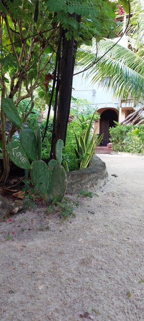 A garden area with a cactus, a tree, and a building in the background.