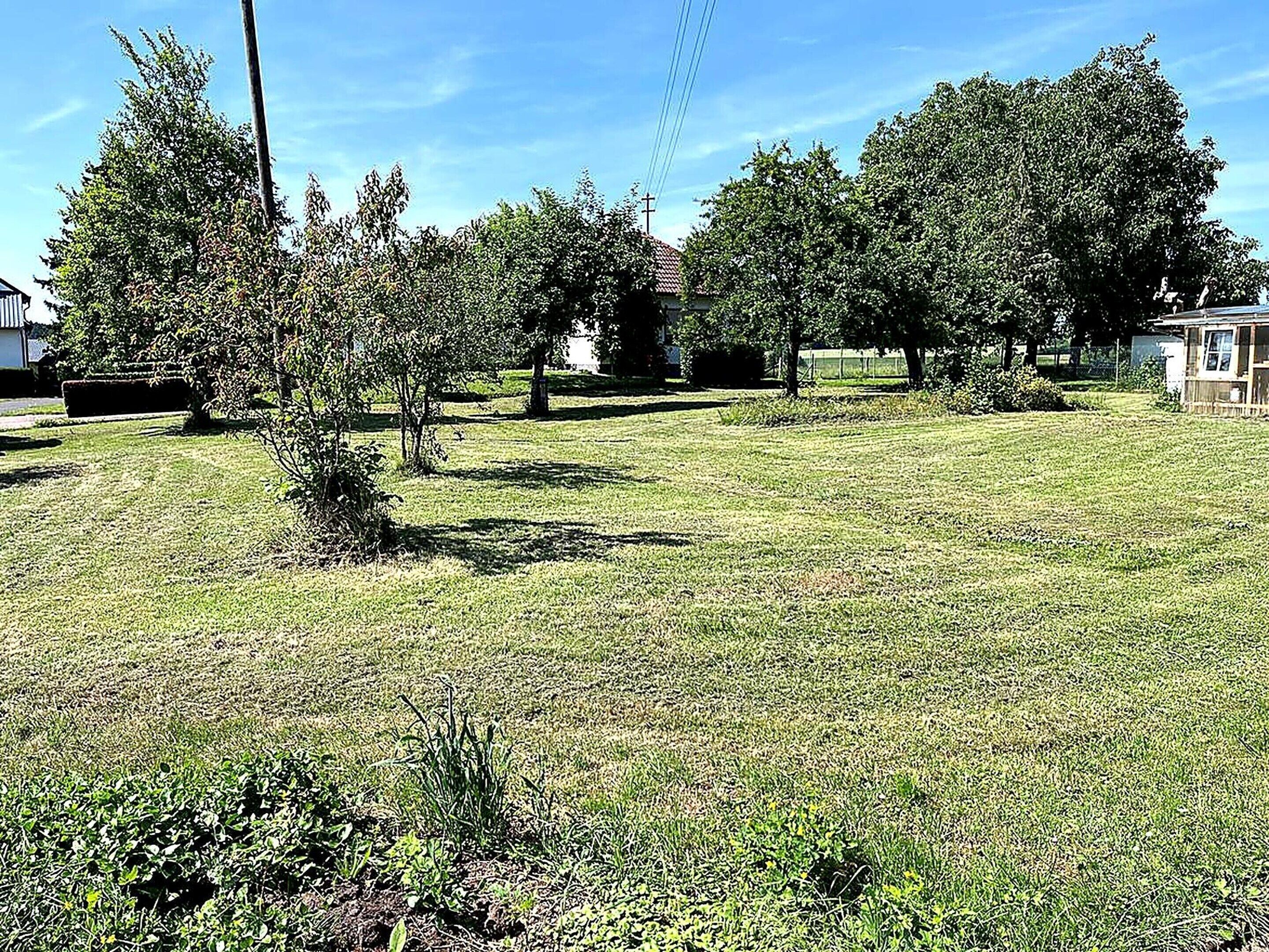 A grassy yard with trees and a house.