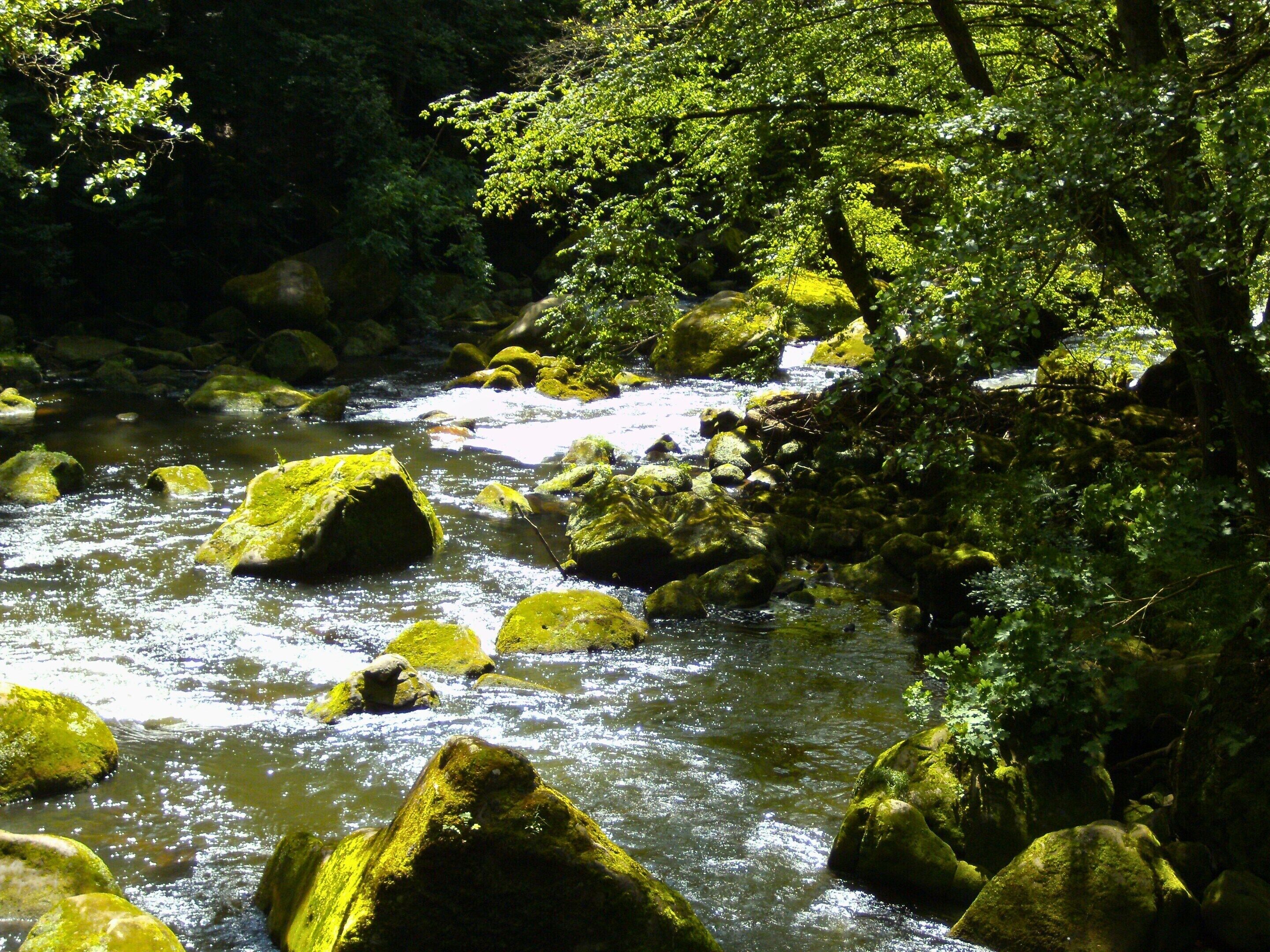 A river flowing through a forest with large rocks and dense greenery.