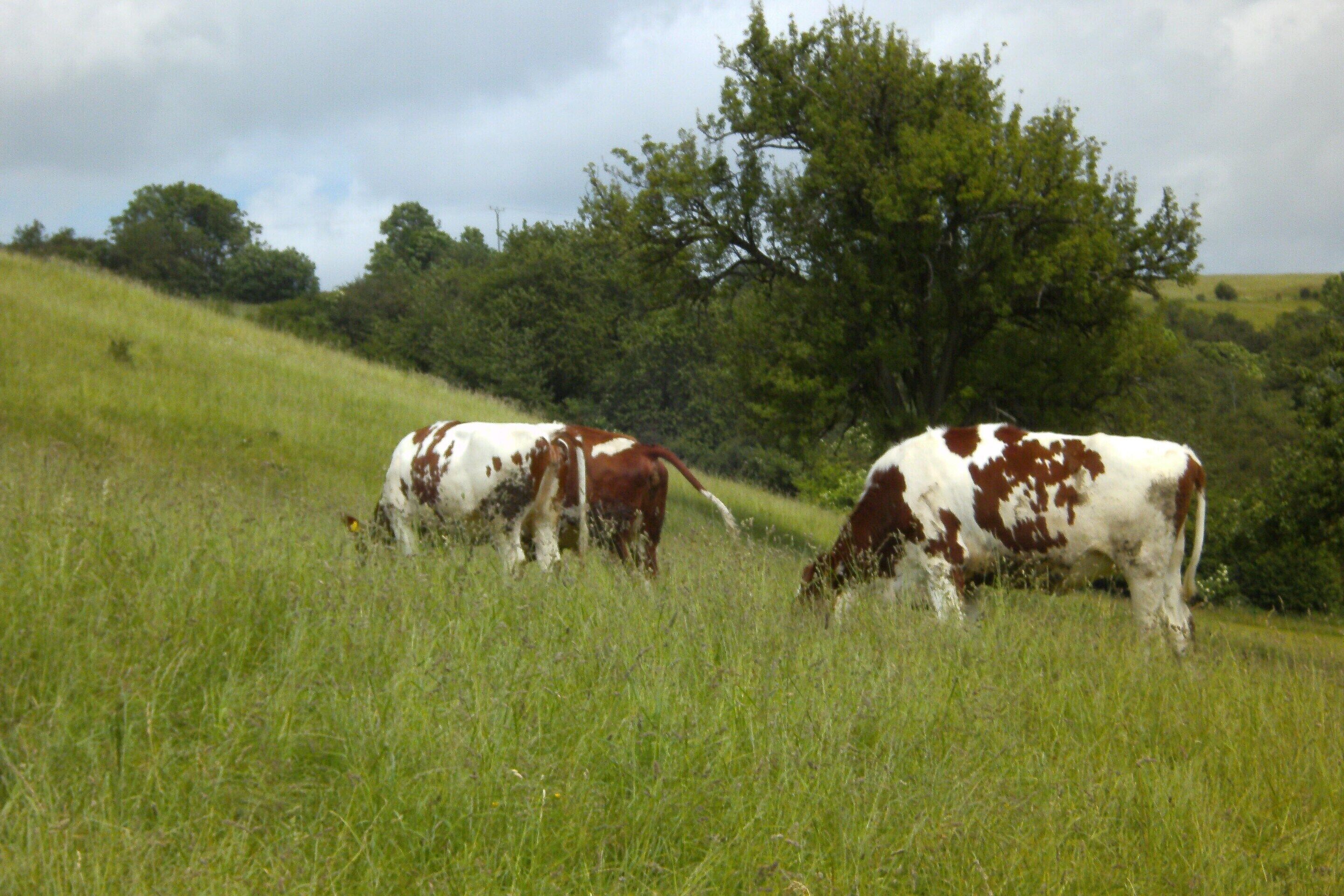 A grassy field with two cows grazing.