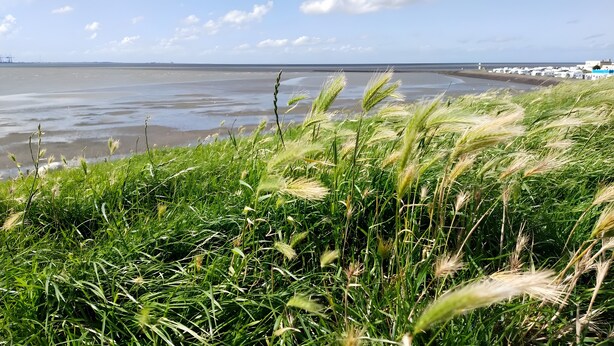 A coastal landscape with grass in the foreground and a beach in the background.