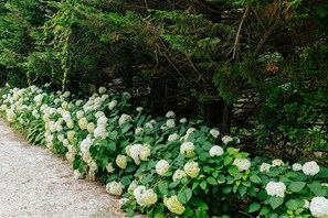 A gravel path lined with white hydrangea bushes and dense green foliage. - Vineyard Retreat | Artsy Charm, Deck & Guest Suite (Oak Bluffs)