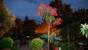 A garden with various potted plants and a metal structure. - Gite in the Vines Le Borie at Mas des Armouriers, with Pool (Violès)